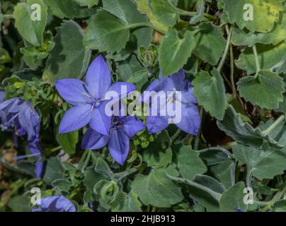 Italienische Glockenblume, Campanula isophylla, in Blüte; Italienische Alpen. Stockfoto