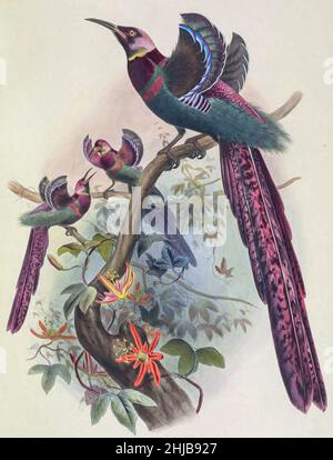 Elliots Paradiesvögel (Epimachus ellioti) ist ein Vogel aus der Familie Paradisaeidae, der als intergenerischer Hybrid zwischen einem schwarzen Sicklebill und Arfak astrapia gilt. Getönte Lithographie, illustriert von Joseph Smit, Aus dem Buch "die schönen und neugierigen Vögel der Welt" von Charles Barney Cory, Veröffentlicht vom Autor für die Abonnenten Boston USA 1883. Die Platten sind getönte Lithographien, einige mit zusätzlicher Handfärbung Stockfoto