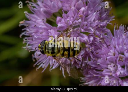 Batman Hoverfly, Myathropa florea, nectaring on Mountain Garlic, Allium lusitanicum in Flower. Stockfoto