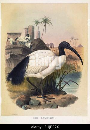 Der afrikanische heilige Ibis (Threskiornis aethiopicus hier als Ibis religiosa) ist eine Art von Ibis, einem watenden Vogel der Familie Threskiornithidae. Sie stammt aus Afrika und dem Nahen Osten. Es ist vor allem für seine Rolle in der Religion der alten Ägypter bekannt, wo es mit dem gott Thoth verbunden war; Trotz dieser, die Art ist derzeit extirpated aus Ägypten. Getönte Lithographie illustriert von Joseph Smit, aus dem Buch "die schönen und neugierigen Vögel der Welt" von Charles Barney Cory, Veröffentlicht vom Autor für die Abonnenten Boston USA 1883. Die Platten sind getönte Lithographien, einige mit Stockfoto