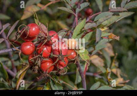 Blaublättrige Rose, Rosa glauca, in Frucht - Hüften. Pyrenäen. Stockfoto