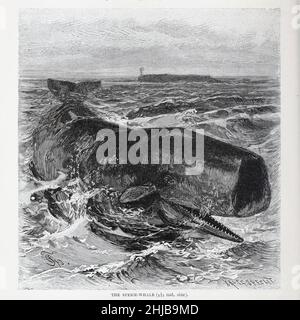 Der Pottwal oder Cachalot (Physetter macrocephalus) ist der größte der Zahnwale und der größte gezahnte Raubfisch. Es ist das einzige lebende Mitglied der Gattung Physeter und eine von drei erhaltenen Arten in der Pottwal-Familie, zusammen mit dem Pygmäen-Pottwal und ZwergPottwal der Gattung Kogia. Aus der königlichen Naturgeschichte herausgegeben von Richard Lydekker, Band III veröffentlicht im Jahr 1893 Stockfoto