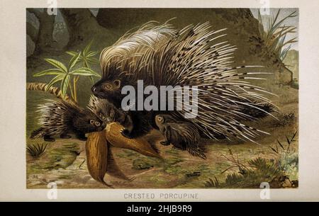 Haubenschwein (Hystrix cristata), Abbildung 1893. Dieses Nagetier kommt vom Festland italiens und Siziliens bis nach Nord- und Subsahara-Afrika vor. Aus der königlichen Naturgeschichte, herausgegeben von Richard Lydekker, Band III, erschienen 1893 Stockfoto