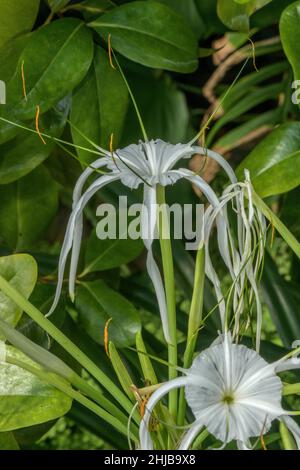 Seerose, Hymenocallis littoralis, blühend. Südamerika. Stockfoto