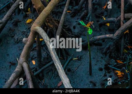 Mangrovensamen in einem Schlamm, Sansibar. Jozani-Wald Stockfoto