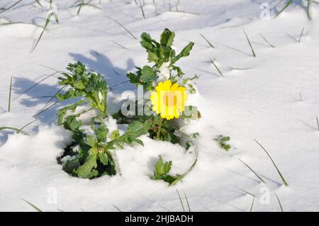 goldene Gänseblümchen unter dem Schnee in der Bretagne Weizenchrauthemum unter dem Schnee in der Bretagne Stockfoto
