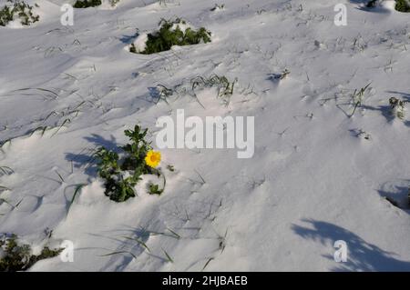 goldene Gänseblümchen unter dem Schnee in der Bretagne Weizenchrauthemum unter dem Schnee in der Bretagne Stockfoto
