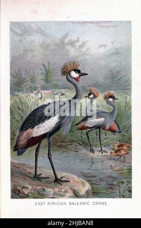 Der Ostafrikanische Balearenkrane (Balearica pavonina) gehört zusammen mit seiner Schwesterart, dem grau-gekrönten Kranich, zur Familie der Gruidae. Es wird mit seiner charakteristischen, borstenbedeckten goldenen Krone gekrönt. Sie kommt in der Regel während der Regenzeit in den flachen Feuchtgebieten südlich der Sahara vor, die als Hauptzuchtgebiete, Fütterungs- und Aufzuchtgebiete dienen, obwohl sie auch in Grasländern und in der Nähe von Ackerböden trockener Savannen gefunden werden kann. Illustriert von Johannes Gerardus Keulemans (J. G. Keulemans) aus der königlichen Naturgeschichte herausgegeben von Richard Lydekker, Band IV Stockfoto