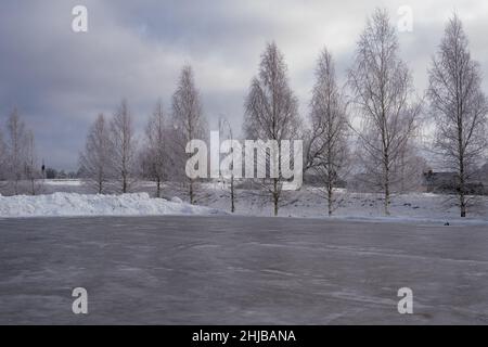 Frostige Birken am kalten Winternachmittag Stockfoto