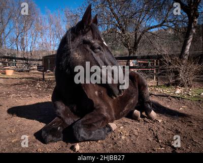 Die schwarze Hannoveraner Stute ruht an einem sonnigen Tag in ihrem Fahrerlager. Stockfoto