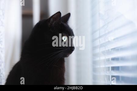 Seitenansicht einer schwarzen Katze, die aus dem Fenster schaut. Warten. Stockfoto