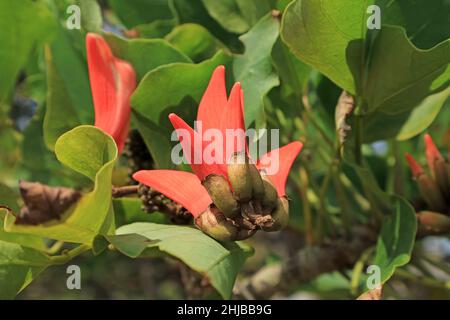 Lebendige Orange Rote Küste Korallenblumen blühen auf dem Baum der Osterinsel, Chile, Südamerika Stockfoto