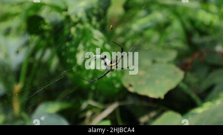 Hochwinkelansicht einer weiblichen Orbis-Netzspinne (Argiope aetherea) mit einer gefangenen Beute Stockfoto