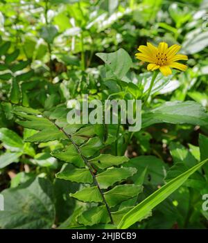 Nahaufnahme auf einem grasbewachsenen Hintergrund, einschließlich eines Farnblatts und eines kleinen Raupenfressblatts mit einer Zeckenkernblume Stockfoto