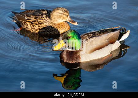 Stockente, grüner Körper, bräunlicher Körper, Wildente, glänzend grüner Kopf, Graue Flügel und Bauch, geeignete Feuchtgebiete, flache Heiligtümer, gelb. Stockfoto