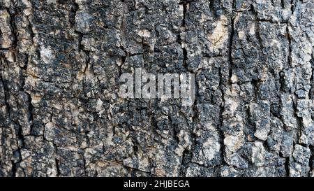 Hintergrund mit Holzstruktur. Raue Oberfläche des alten Tisches mit Naturmuster. Ansicht von oben auf altes Holz mit Rissen. Schwarzes rustikales Holz als Hintergrund Stockfoto