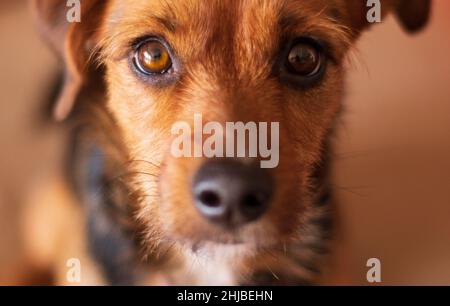 Netter Hund, der die Kamera anschaut - Frontalansicht - Kopfaufnahme - Nahaufnahme Stockfoto