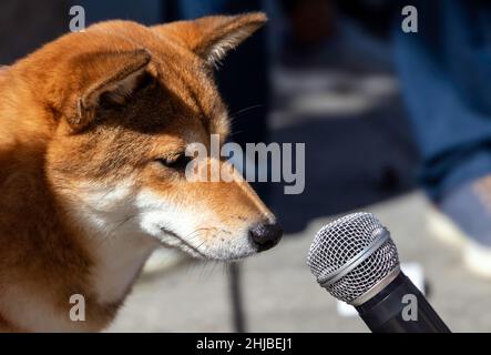 Ein japanischer Shiba Inu Hund schaut genau in ein Mikrofon Stockfoto