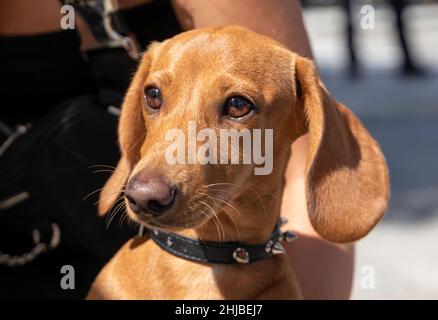 Porträt eines Dachshund (Teckel, Weenie Dog) Welpen in den Armen ihres Besitzers, der nach links schaut. Nahaufnahme. Selektiver Fokus. Stockfoto