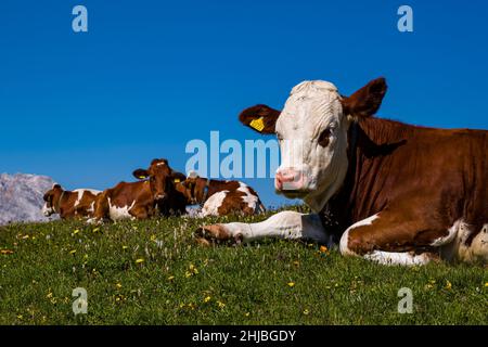 Kühe und Kalb weiden auf den Weiden rund um die Berghütte Rifugio Auronzo, dem Gipfel des Croda Rossa in der Ferne. Stockfoto