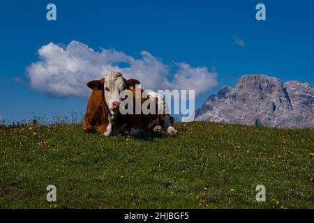 Kühe und Kalb weiden auf den Weiden rund um die Berghütte Rifugio Auronzo, dem Gipfel des Croda Rossa in der Ferne. Stockfoto