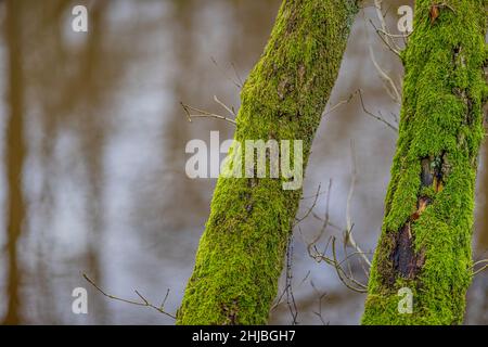 Nahaufnahme von zwei vollständig mit grünem Moos bedeckten Baumstämmen am Ufer eines Flusses in einem Naturschutzgebiet, fließendes Wasser im unscharfen Hintergrund. Spac Stockfoto