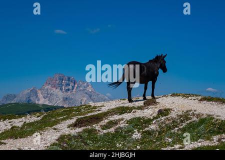 Ein schwarzes Pferd steht auf einem felsigen Hügel, der Gipfel des Berges Croda Rossa in der Ferne. Stockfoto