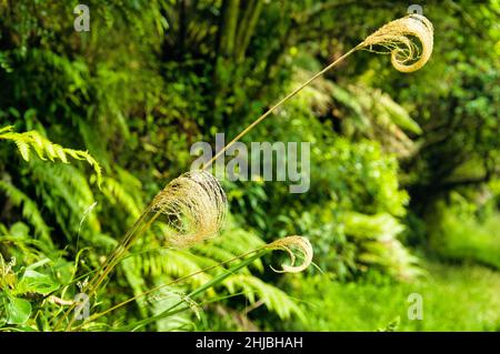 Elegant geformte, in Neuseeland endemische Wiesenfedern aus Toetoe oder Toi-Speergras (Austroderia) vor dem Hintergrund des gemäßigten Regenwaldes Stockfoto