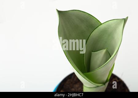 Zimmerpflanze Nahaufnahme auf weißem Hintergrund, Schlangenpflanze oder sansevieria trifasciata Stockfoto