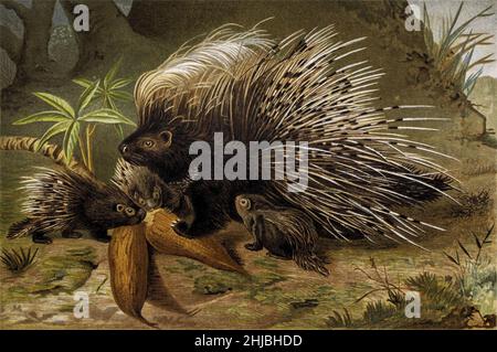 Haubenschwein (Hystrix cristata), Abbildung 1893. Dieses Nagetier kommt vom Festland italiens und Siziliens bis nach Nord- und Subsahara-Afrika vor. Aus der königlichen Naturgeschichte, herausgegeben von Richard Lydekker, Band III, erschienen 1893 Stockfoto