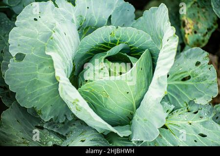 Löcher in Blumenkohl, cole, grünen Blättern. Verarbeitung der Blätter in einem Loch von Weißkohl, gefressen von Schädlingen, Würmern. Krankheiten bekämpfen und Katzen bekämpfen Stockfoto
