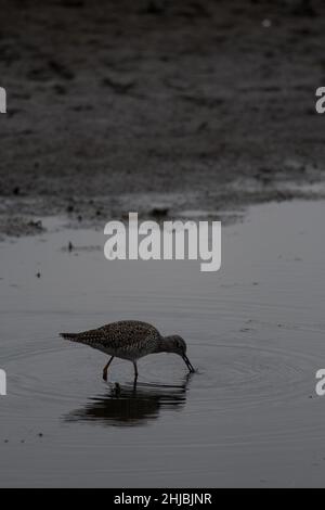 Größere Gelbe Beine auf der Nahrungssuche in den Feuchtgebieten des Montezuma National Wildlife Refuge Stockfoto