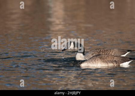 Ein Paar Kanadagänse, die auf einem Teich schwimmen Stockfoto