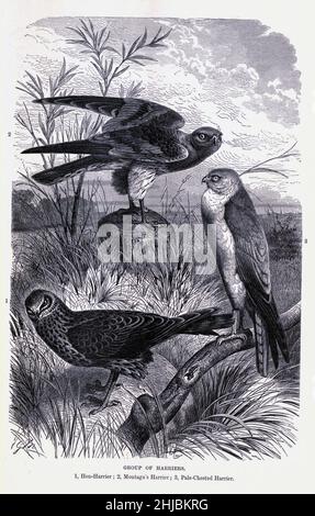 Harrier-Gruppe 1. Henne-Harrier; 2. Montagu's Harrier 3. Blass-chested Harrier aus der königlichen Naturgeschichte herausgegeben von Richard Lydekker, Band IV veröffentlicht im Jahr 1895 Stockfoto