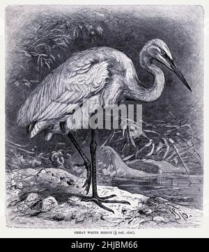 Der Reiher (Ardea alba), auch bekannt als der Reiher, Großreiher oder (in der Alten Welt) Großreiher oder Großreiher, ist ein großer, weit verbreiteter Reiher mit vier Unterarten, die in Asien, Afrika, Amerika, Und Südeuropa, die sich kürzlich auch auf nördlichere Gebiete Europas ausbreiteten. Sie ist über die meisten tropischen und wärmeren gemäßigten Regionen der Welt verteilt und baut Baumnester in Kolonien in der Nähe des Wassers. Aus der königlichen Naturgeschichte, herausgegeben von Richard Lydekker, Band IV, veröffentlicht 1895 Stockfoto