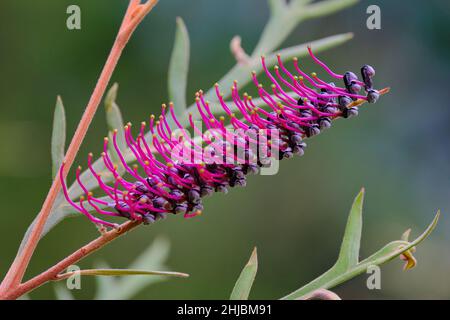 Grevillea „Simply Sarah“ Stockfoto