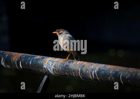 Bank Myna Vogel, der auf einem Bein steht und häufig in indien gefunden wird. Stockfoto