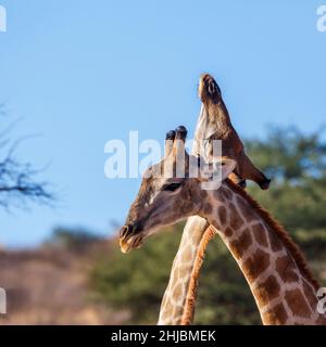 Zwei Giraffen machen Halsaufmarsch im Kgalagadi Transfrontier Park, Südafrika; specie Giraffa camelopardalis Familie von Giraffidae Stockfoto