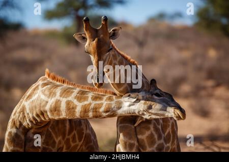 Zwei Giraffen machen Halsaufmarsch im Kgalagadi Transfrontier Park, Südafrika; specie Giraffa camelopardalis Familie von Giraffidae Stockfoto