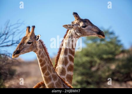 Zwei Giraffen machen Halsaufmarsch im Kgalagadi Transfrontier Park, Südafrika; specie Giraffa camelopardalis Familie von Giraffidae Stockfoto