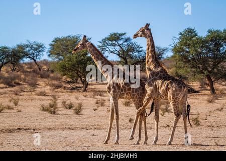 Giraffenpaar paart sich im Kgalagadi Transfrontier Park, Südafrika; specie Giraffa camelopardalis Familie der Giraffidae Stockfoto