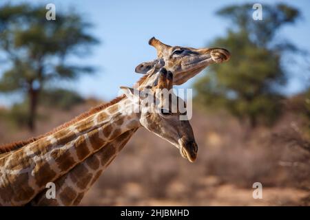 Zwei Giraffen machen Halsaufmarsch im Kgalagadi Transfrontier Park, Südafrika; specie Giraffa camelopardalis Familie von Giraffidae Stockfoto