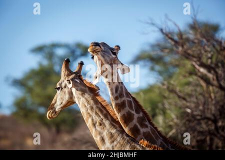 Zwei Giraffen machen Halsaufmarsch im Kgalagadi Transfrontier Park, Südafrika; specie Giraffa camelopardalis Familie von Giraffidae Stockfoto