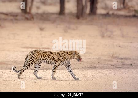 Leopardenweibchen, die im Kgalagadi Transfrontier Park, Südafrika, auf trockenem Land wandern; Artie Panthera pardus Familie der Felidae Stockfoto