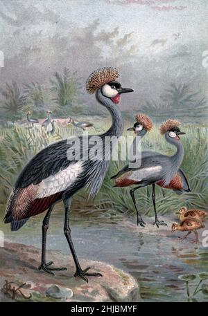 Der Ostafrikanische Balearenkrane (Balearica pavonina) gehört zusammen mit seiner Schwesterart, dem grau-gekrönten Kranich, zur Familie der Gruidae. Es wird mit seiner charakteristischen, borstenbedeckten goldenen Krone gekrönt. Sie kommt in der Regel während der Regenzeit in den flachen Feuchtgebieten südlich der Sahara vor, die als Hauptzuchtgebiete, Fütterungs- und Aufzuchtgebiete dienen, obwohl sie auch in Grasländern und in der Nähe von Ackerböden trockener Savannen gefunden werden kann. Illustriert von Johannes Gerardus Keulemans (J. G. Keulemans) aus der königlichen Naturgeschichte herausgegeben von Richard Lydekker, Band IV Stockfoto