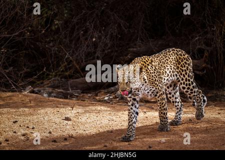 Leopardenweibchen, die Vorderansicht im Kgalagadi Transfrontier Park, Südafrika; specie Panthera pardus Familie der Felidae Stockfoto