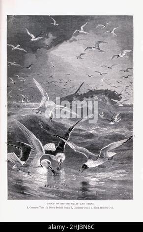 Gruppe der britischen Möwen und Terns 1. Gemeinsame Zehn; 2. Black-Backed Bull; 3. Wassermöwe; 4. Black-headed Gull from the Royal natural history herausgegeben von Richard Lydekker, Band IV veröffentlicht im Jahr 1895 Stockfoto