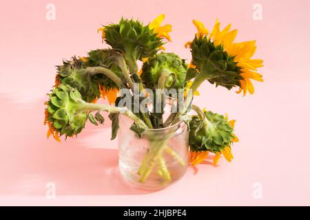 Nicht ideal Sonnenblumen Bouquet mit Rückansicht in Vase auf rosa Hintergrund Stockfoto