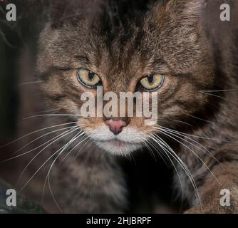 Schottische Wildkatze (Felis silvestris wird oft als Highland Tiger bezeichnet. Stockfoto