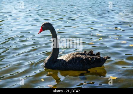 Seitenansicht eines einzigen schwimmenden schwarzen Schwans. Stockfoto